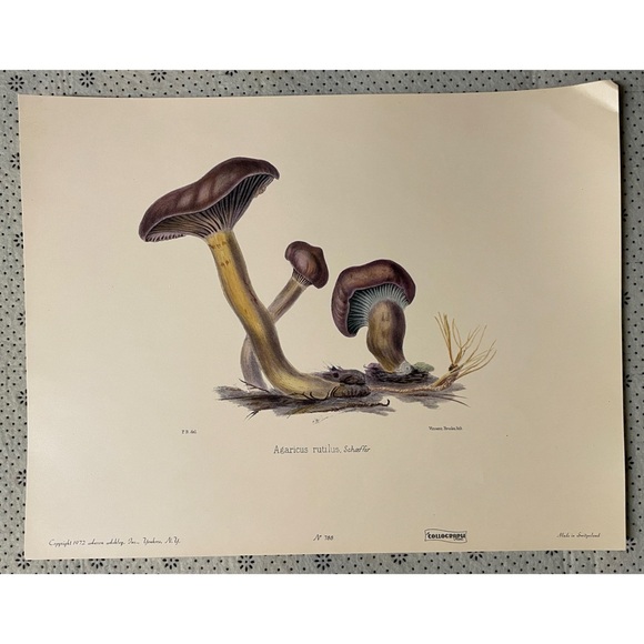 Other - Vintage Art Print - Agaricius rutilus, schoeffer